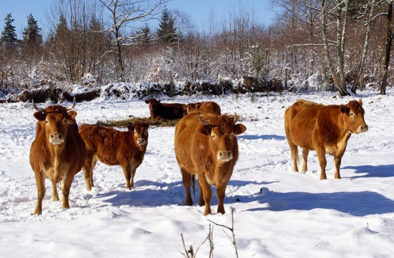 animale iarna