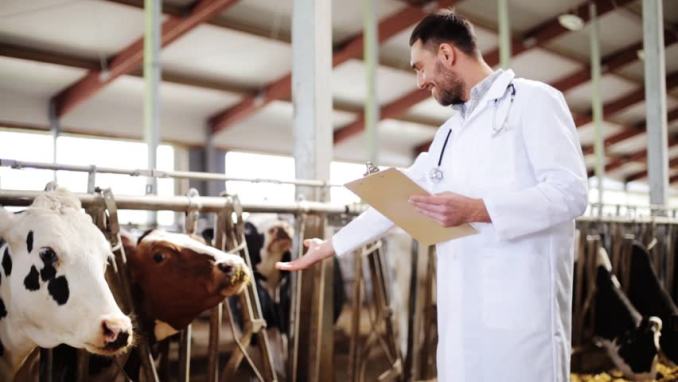 Tot mai mulți tineri aleg medicina veterinară: Numărul studenților a crescut cu 30% în acest an