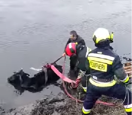 VIDEO FOTO O bovină, salvată de la înec. Animalul s-a împotmolit într-un râu