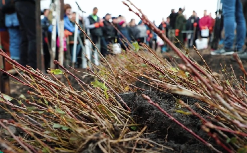 VIDEO Peste 13 milioane de puieți vor fi plantați în cadrul campaniei de împădurire din acest an