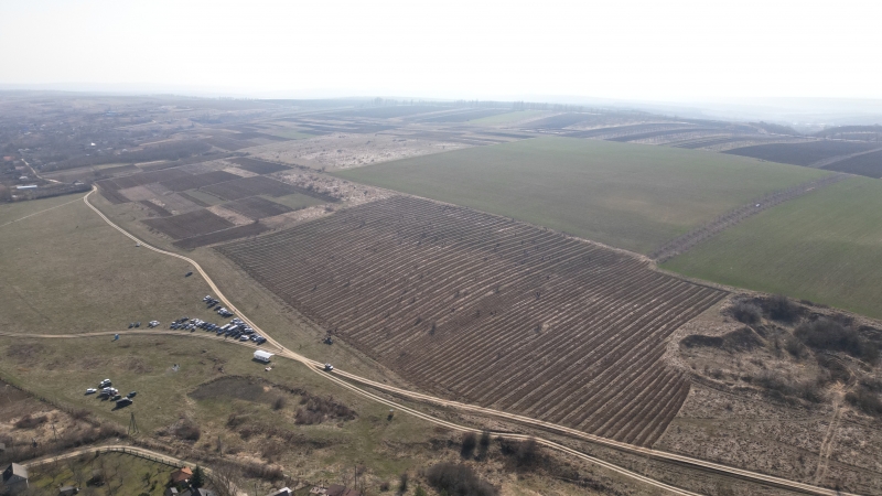 FOTO Peste 20 mii de puieți de salcâm, plantați în prima zi a Campaniei de împădurire din această primăvară