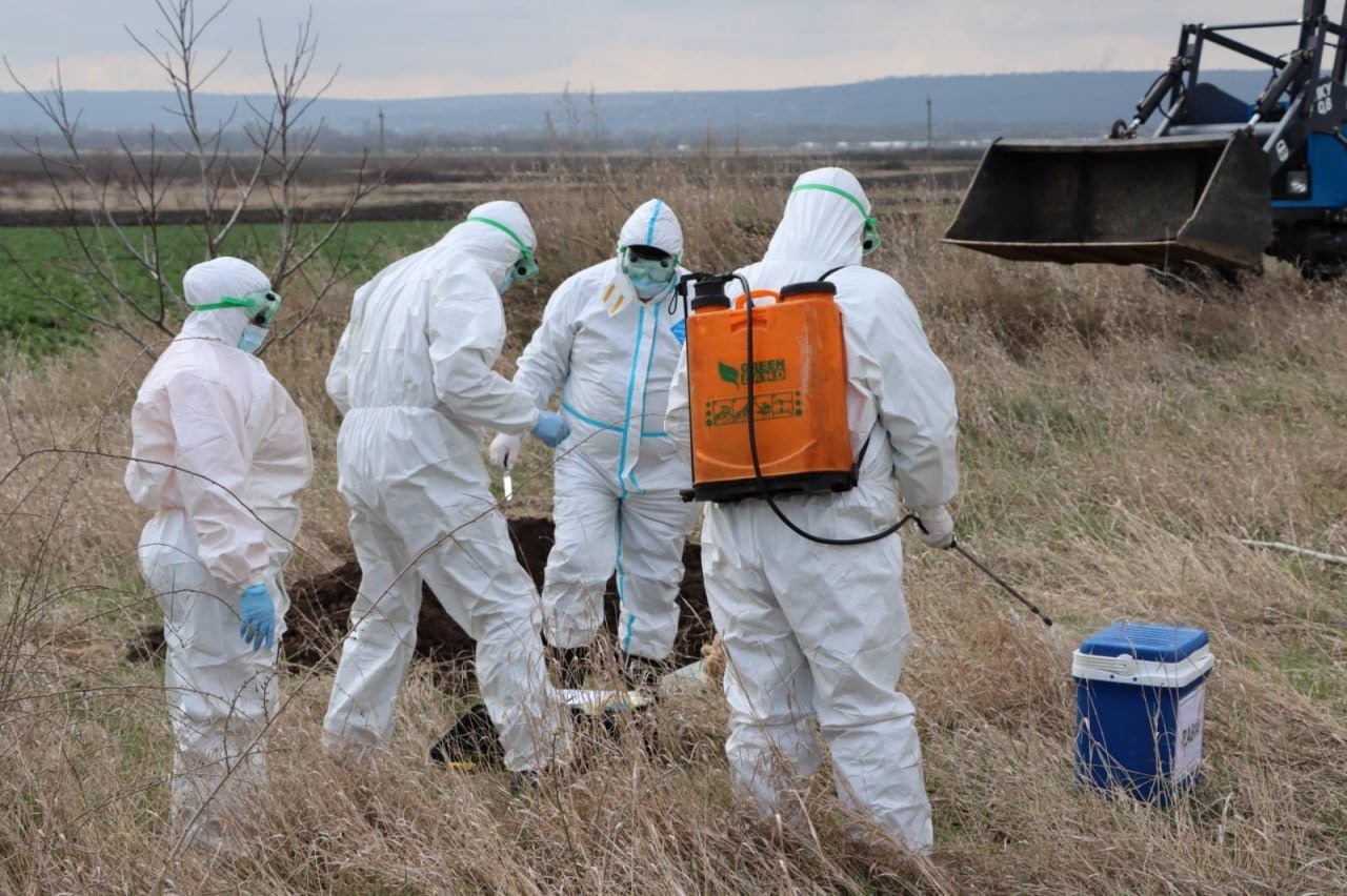 Un focar de rabie și unul de pestă porcină, depistate pe teritoriul țării