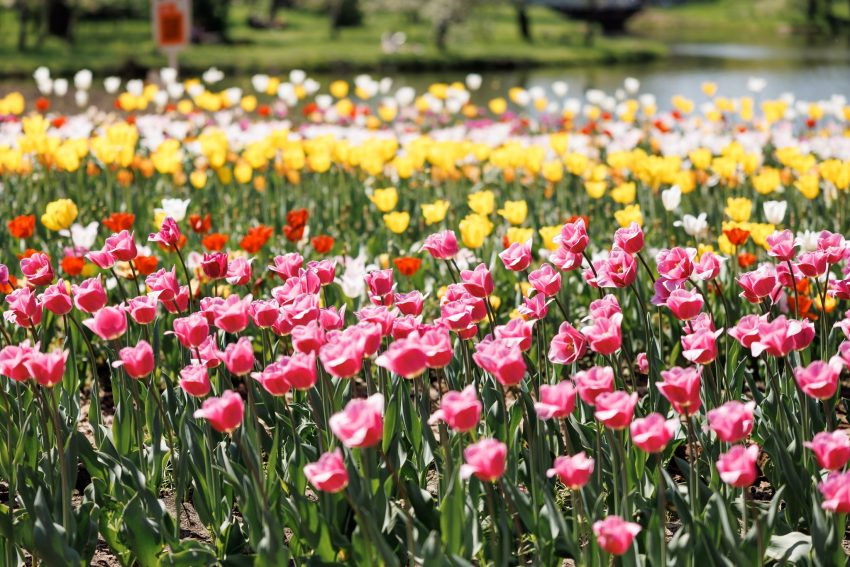 FOTO O insulă a lalelelor a fost inaugurată la Grădina Botanică din Capitală