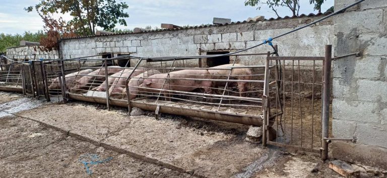 Utilajele nu erau dezinfectate corespunzător. ANSA a depistat mai multe încălcări la abatoare