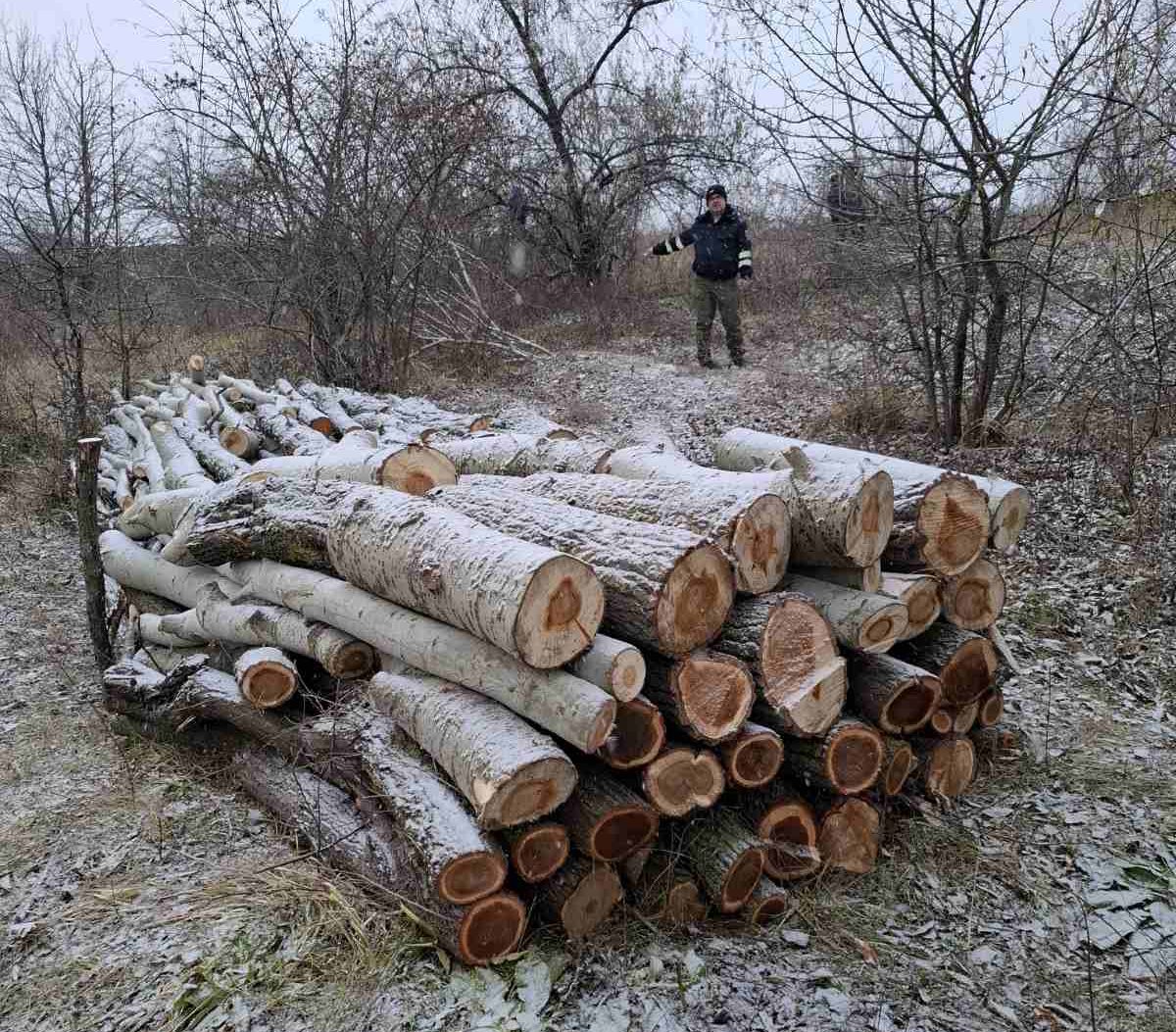 Caz grav de defrișare ilegală în Hîncești: 320 de arbori au fost tăiați ilicit