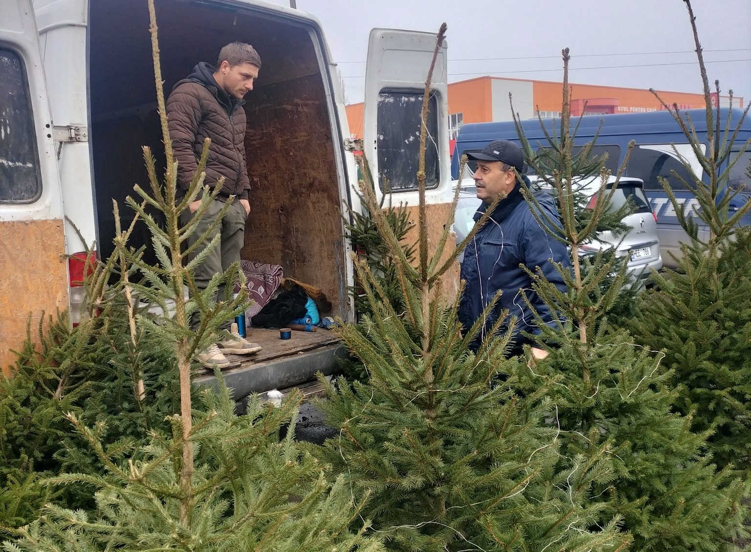 Pomii de Crăciun, în atenția autorităților. Inspectorii de mediu iau măsuri pentru protecția arborilor