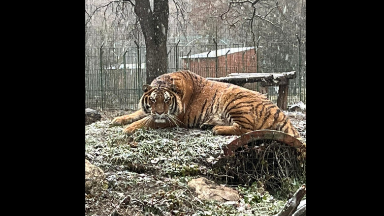 Tragedie la Grădina Zoologică Pitești: Un bărbat a fost ucis de tigru