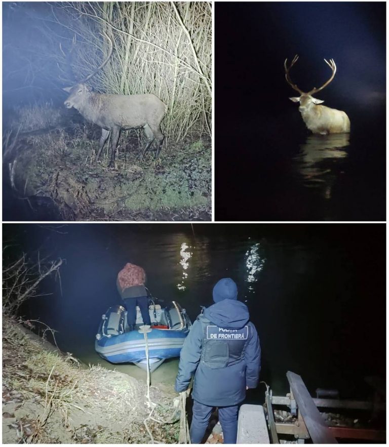 Cerb nobil, salvat de polițiștii de frontieră