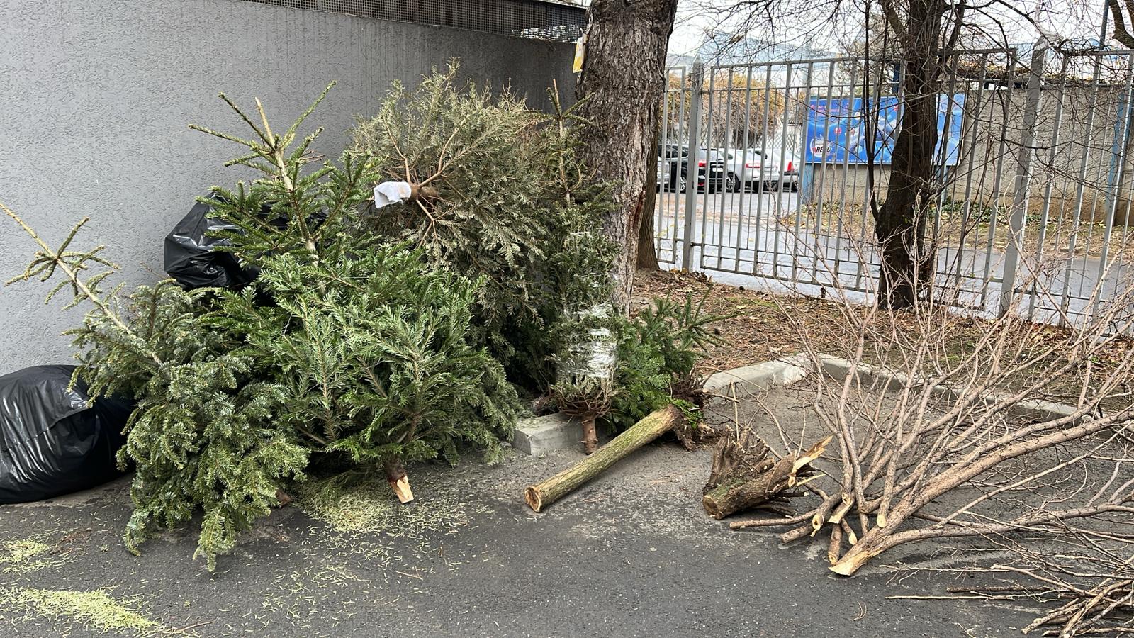 VIDEO Brazii de Crăciun continuă să fie utili: Vor fi transformați în compost