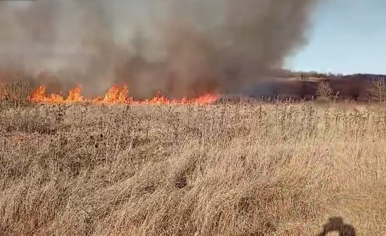 Incendiu de vegetație