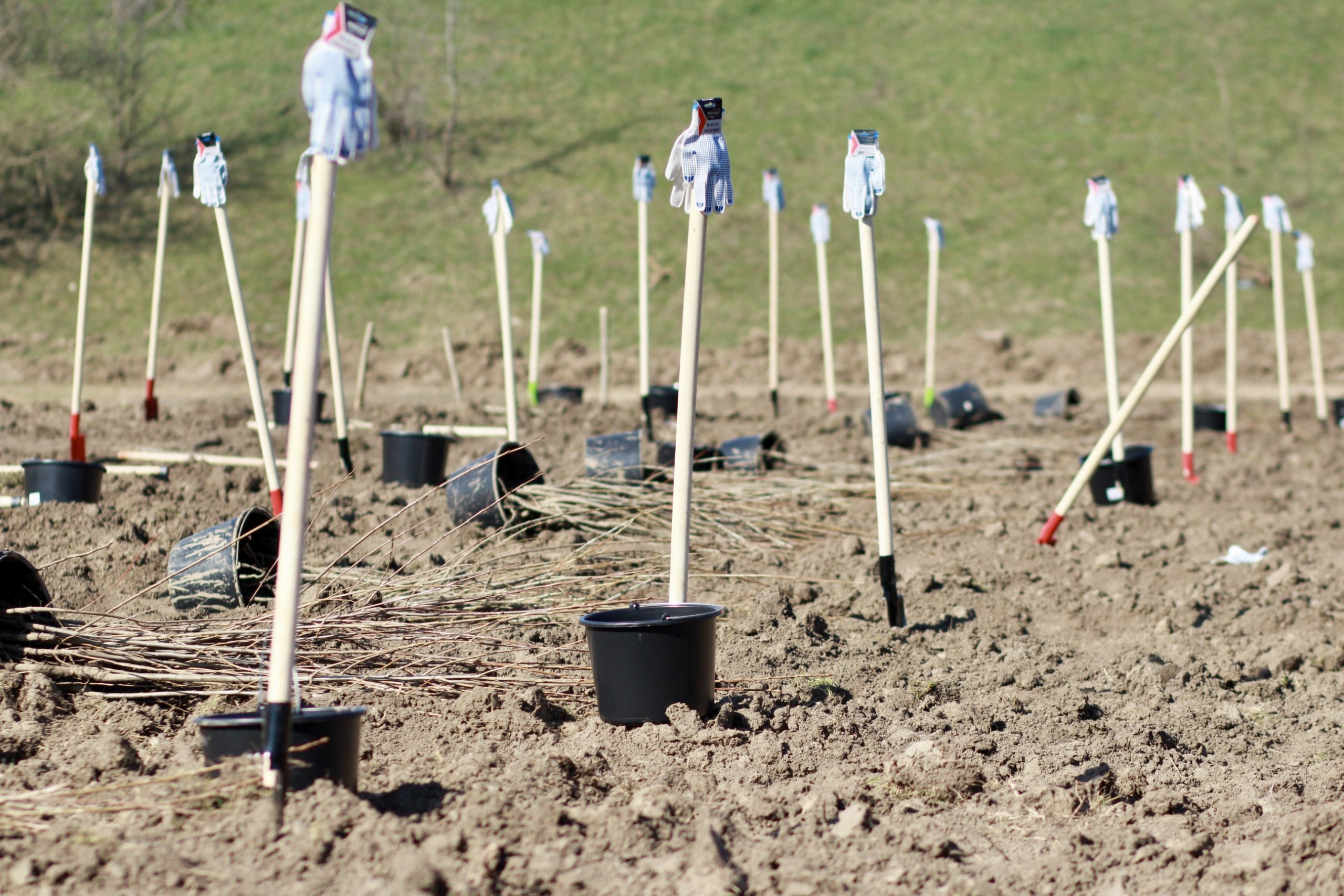 O pădure de 10.000 de plopi a fost plantată în satul Pîrîta, Dubăsari, în urma donațiilor colectate