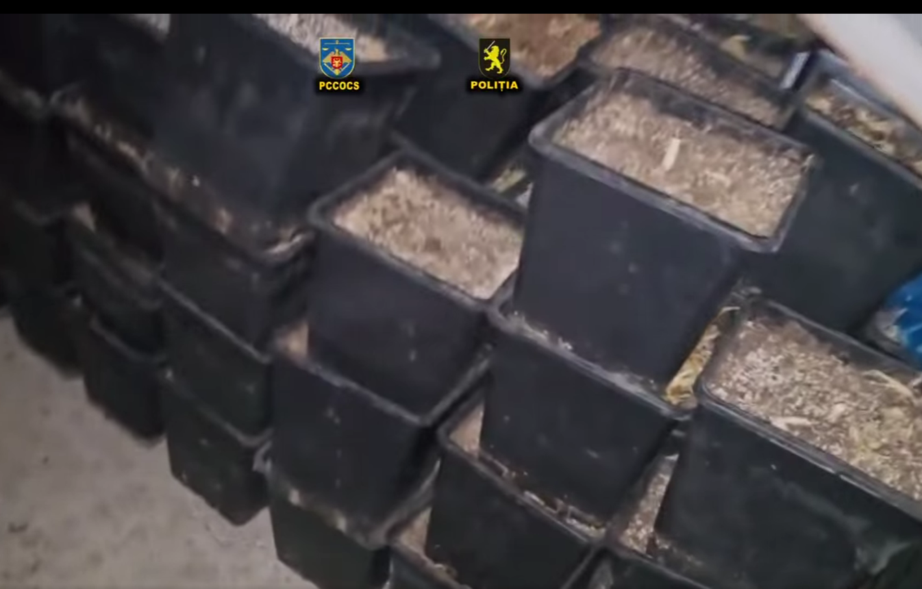 VIDEO Laborator clandestin de canabis descoperit la Ialoveni. Cinci bărbați, investigați penal pentru trafic de droguri