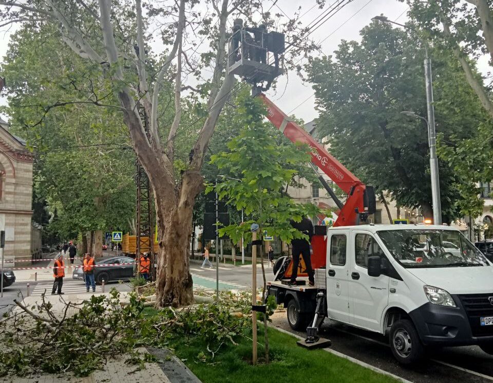 Tăierea copacilor în centrul Chișinăului stârnește critici din partea consilierilor municipali