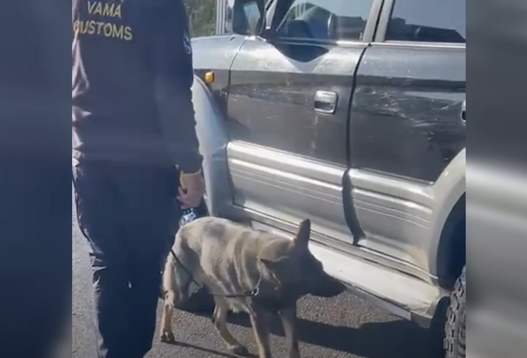 Câinii de serviciu Emma și Artura au descoperit 750 de pachete de țigări în rezervorul de combustibil al unei mașini
