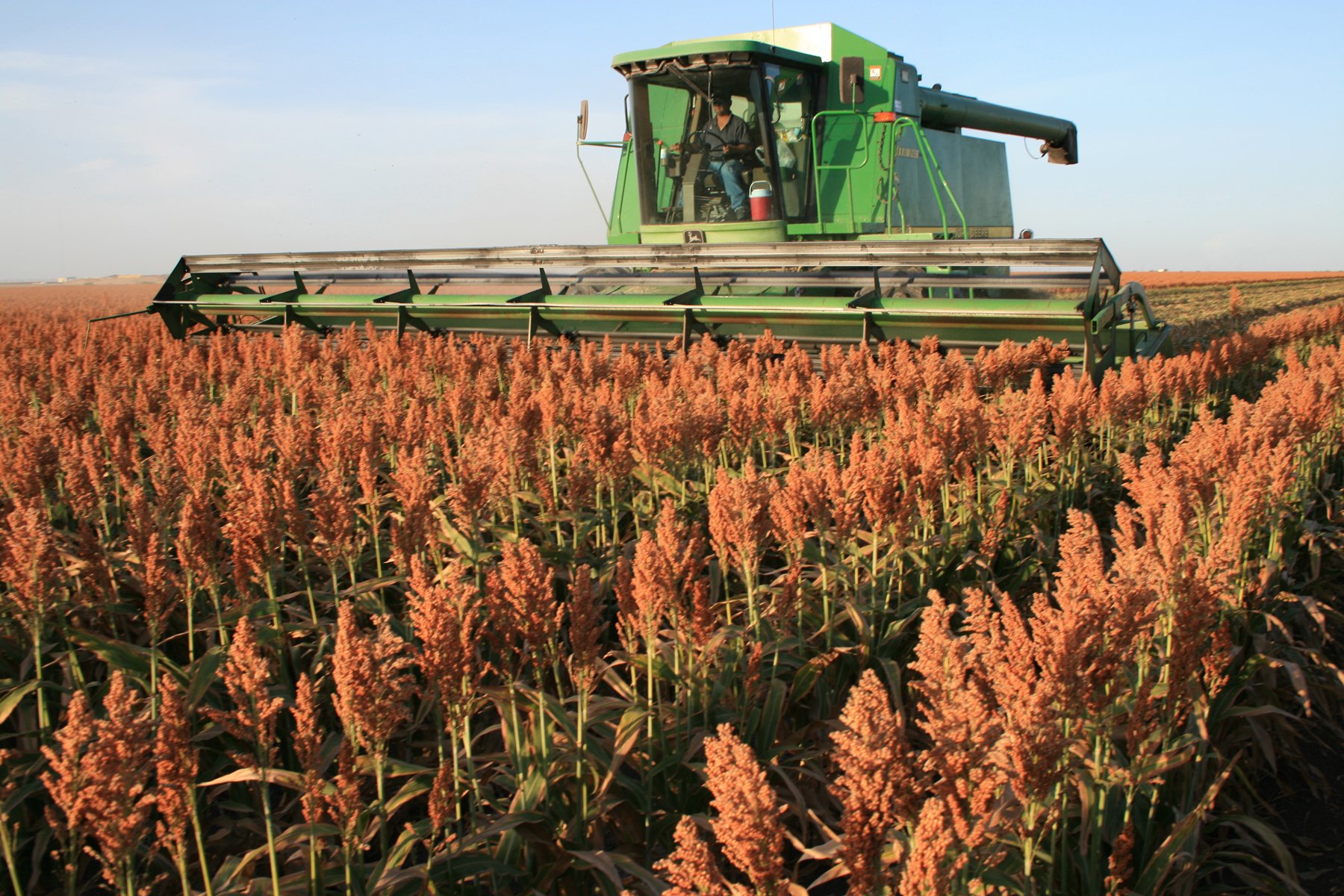 Șase tone de semințe de sorg vor fi distribuite agricultorilor mici. Planta este rezistentă la secetă
