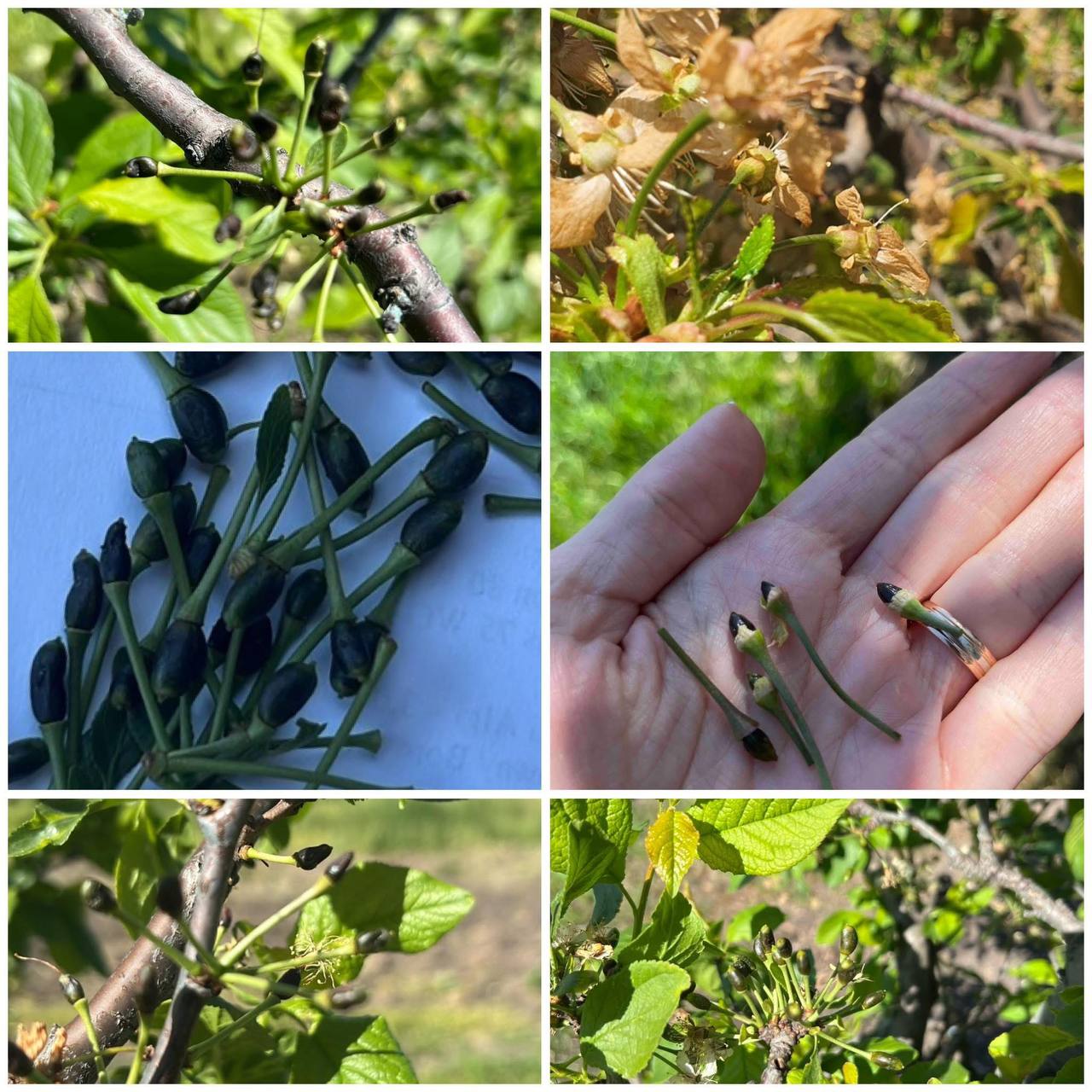Moldova Fruct cere stare de urgență și calamitate. Producătorii de fructe au fost grav afectați de înghețuri 