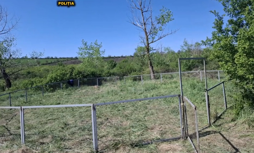 Lupte ilegale între câini, organizate lângă Cimișlia. Poliția a intervenit și a identificat 70 de persoane