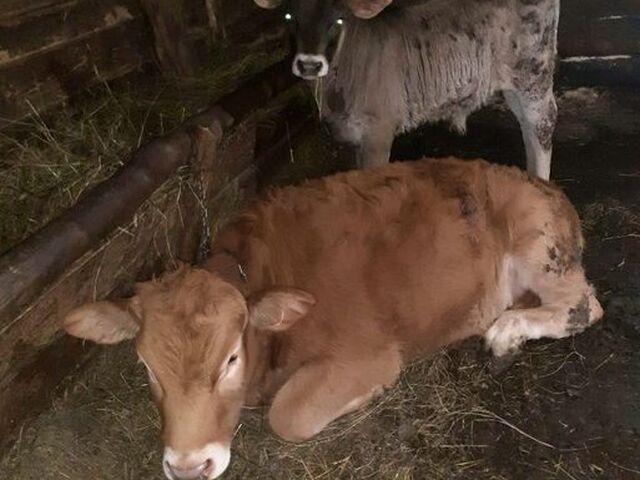 Alertă FAO: Cea mai severă epidemie de febră aftoasă din secol afectează Europa