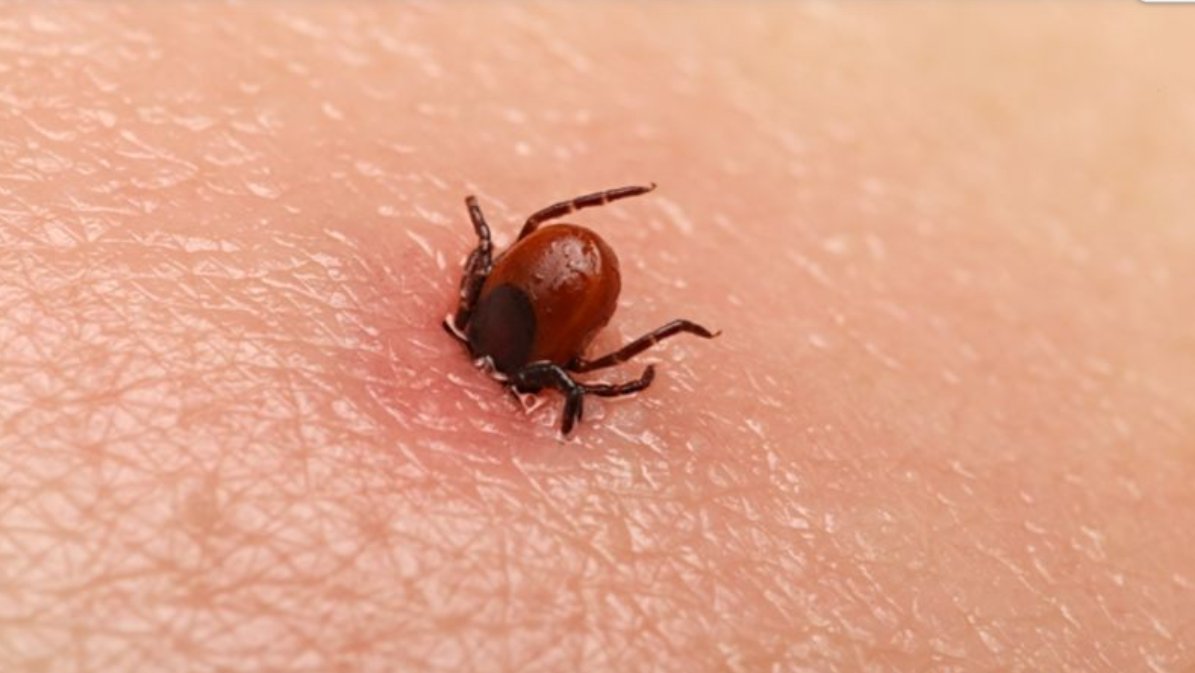 Sezonul căpușelor, în plină desfășurare. Peste 150 de cazuri de boală Lyme au fost înregistrate în 2025