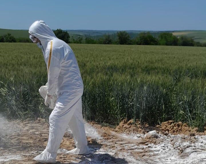 Focar de Pestă porcină africană în nordul țării: Două raioane, în carantină