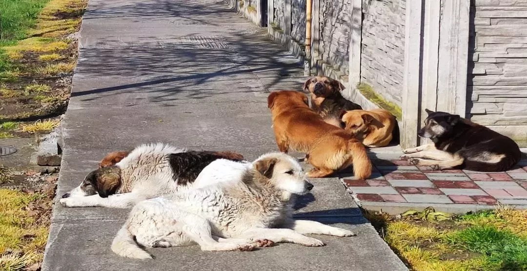 Zeci de câini fără stăpân au fost otrăviți în ultimele luni în orașul Stăuceni. Voluntarii cer intervenție