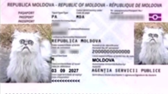 Percheziții în dosarul coruperii alegătorilor: Aplicația ”Taito”, folosită pentru influențarea alegerilor din 2025