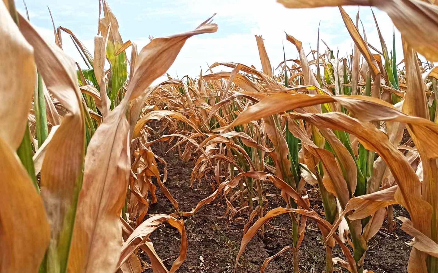 Culturile agricole din Moldova, afectate de secetă. Șerban: Situația este critică