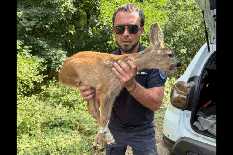 FOTO/VIDEO Moment emoționant la Ialoveni. O căprioară aflată în pericol, salvată