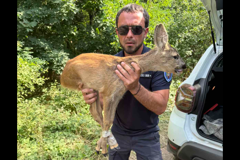 FOTO/VIDEO Moment emoționant la Ialoveni. O căprioară aflată în pericol, salvată
