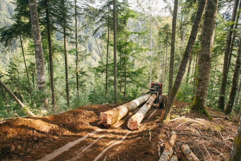 Foto: greenpeace.org