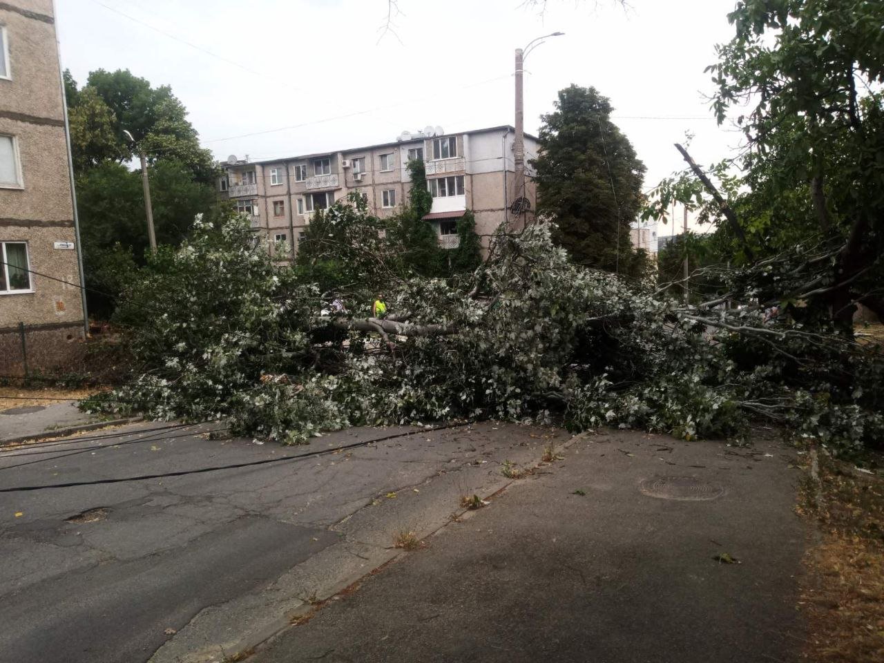 Vântul puternic a făcut ravagii în Chișinău. Mai mulți copaci au fost doborâți la pământ