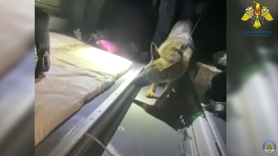 VIDEO Țigări de contrabandă, descoperite într-un autobuz de rută internațională, în postul vamal Cahul