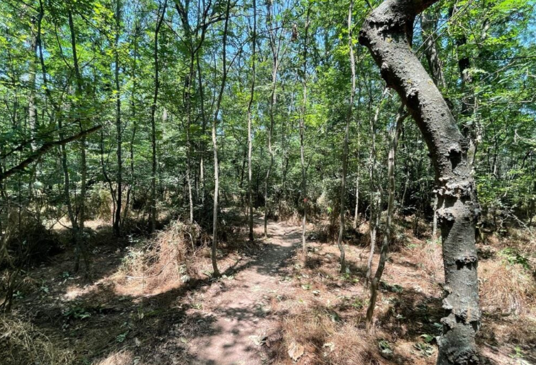 Avertisment: Capacitatea pădurilor din Europa de a absorbi CO2 este în scădere din cauza secetei şi a incendiilor