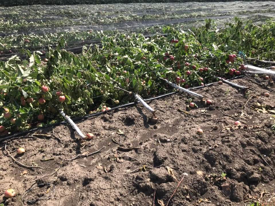 Ploaia cu grindină a făcut prăpăd în raionul Soroca: Lanuri cu grâu, livezi și terenuri cu legume, distruse