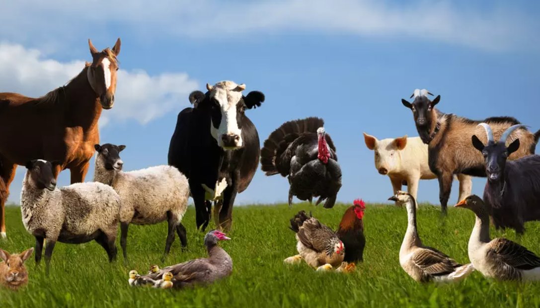 Decis: ANSA va oferi GRATUIT certificatul veterinar pentru mișcarea animalelor, începând cu 23 august