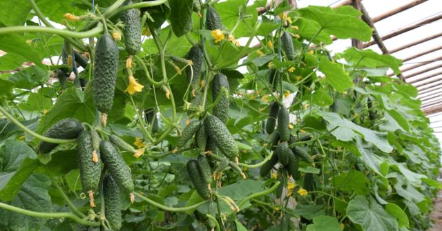 Veste bună pentru agricultorii moldoveni: Vor putea exporta castraveți și bulbi de ceapă în Israel