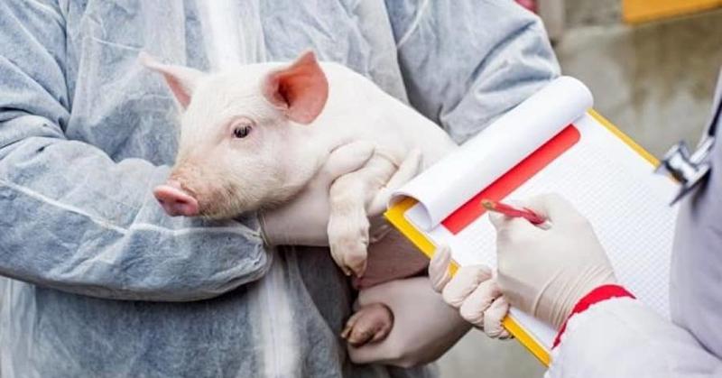 Trei focare de pestă porcină africană, înregistrate pe teritoriul Republicii Moldova