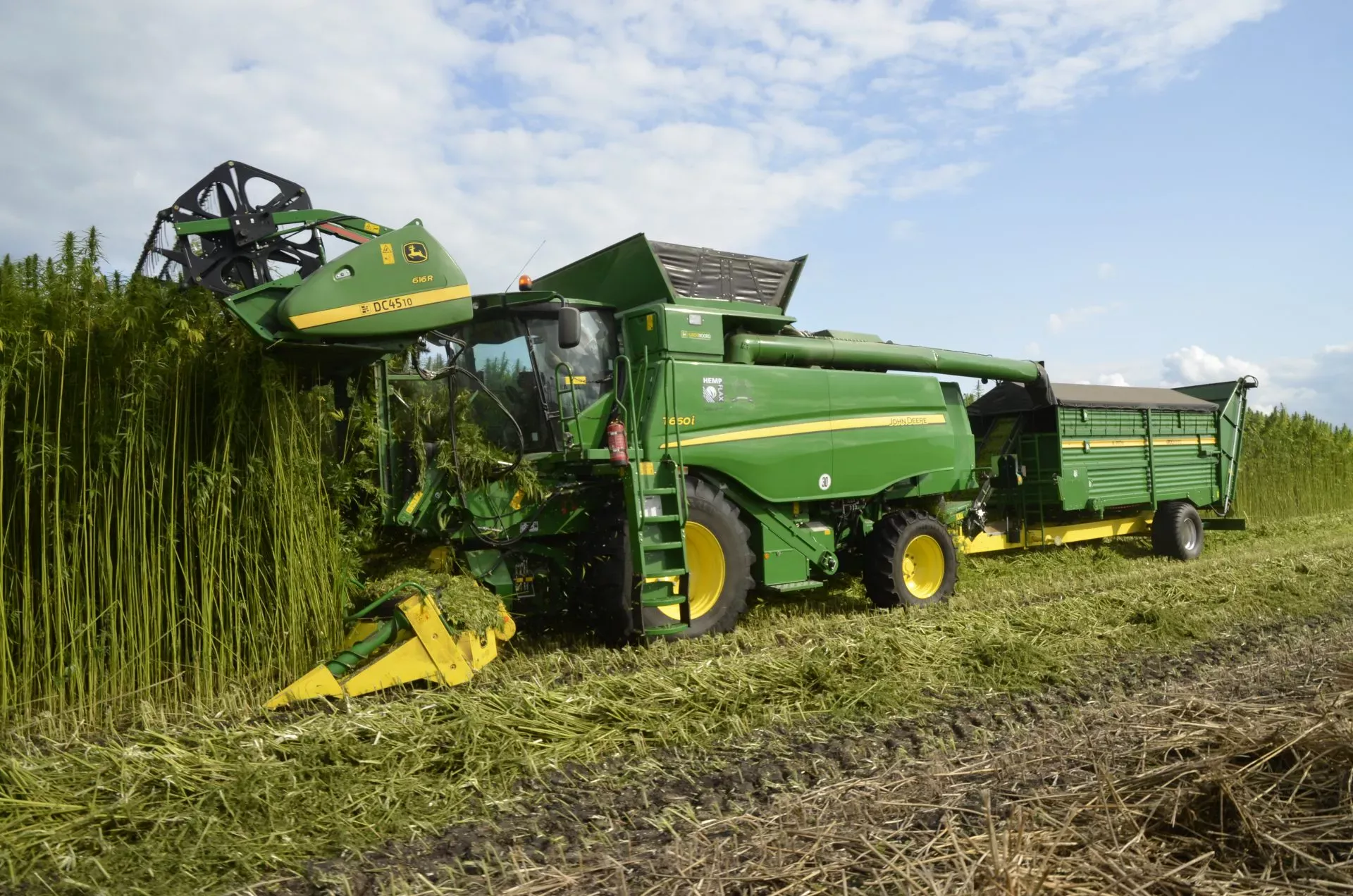 211 hectare de cânepă industrială vor fi recoltate în premieră după independența Republicii Moldova