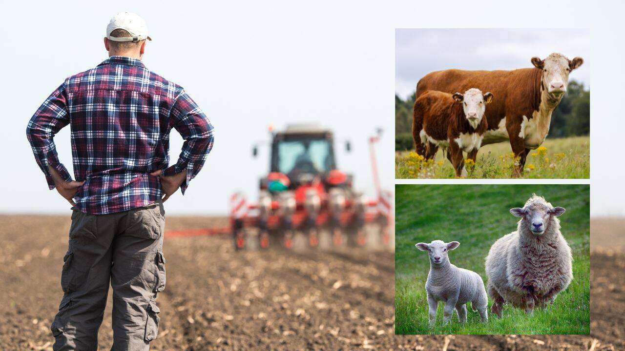 Subvenții pentru fermieri. AIPA a autorizat spre plată 37,6 milioane de lei
