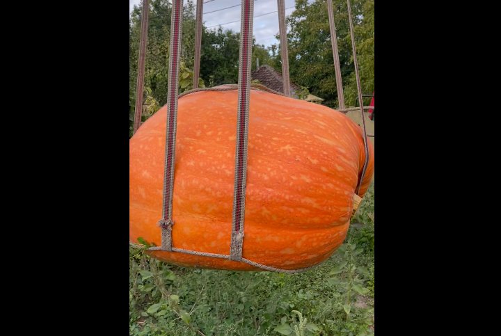 VIDEO Un agricultor din Moldova a crescut un bostan uriaș. Pentru a-l scoate din grădină a avut nevoie de o macara
