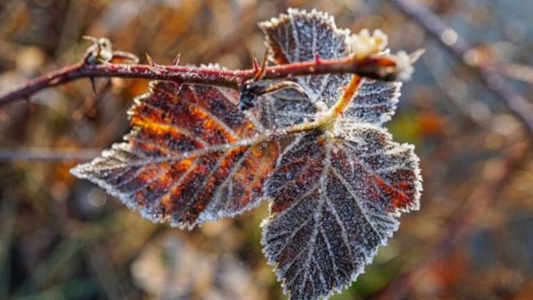 Înghețuri de până la minus 2 grade în Moldova. A fost emis God Galben