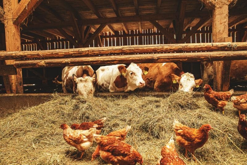 Rusia propune limitarea numărului de animale și păsări ce pot fi crescute în gospodăriile individuale ale cetățenilor