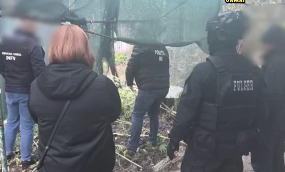 VIDEO 14 kilograme de cannabis, depistate la domiciliul unui bărbat din Strășeni