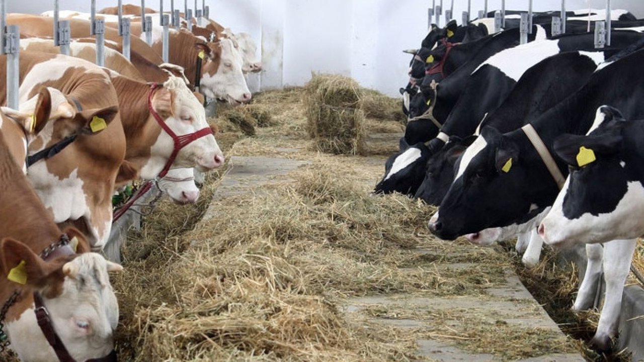 Fermierii din sectorul zootehnic pot depune dosarele pentru granturile AGGRI, începând de astăzi