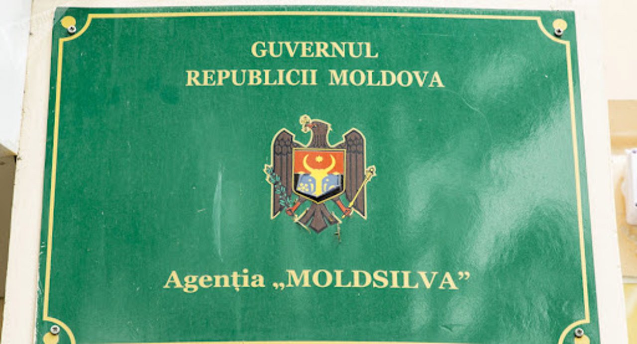 Reacția Moldsilva privind perchezițiile CNA: Nu vom tolera ilegalitățile din fondul forestier