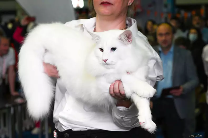 Trei pisici din România, desemnate cele mai frumoase din lume în 2025