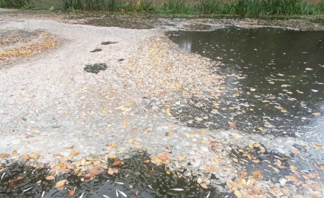 Râul Răut, în apropiere de Orheiul Vechi, poluat. Ce arată analizele de laborator, riscuri pentru sănătate și ecosistem