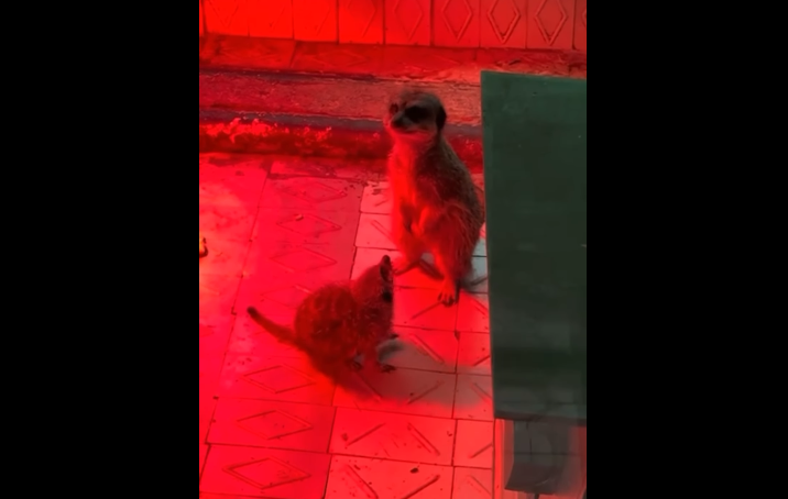 VIDEO Bucurie la ZOO din Chișinău. S-a născut un pui de suricată