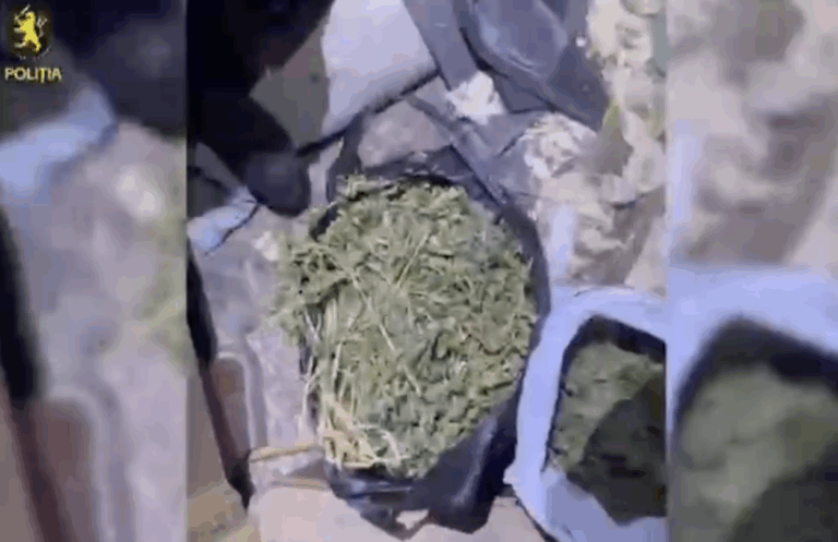 Percheziții la Edineț: Poliția a găsit cantități mari de marijuana în două gospodării