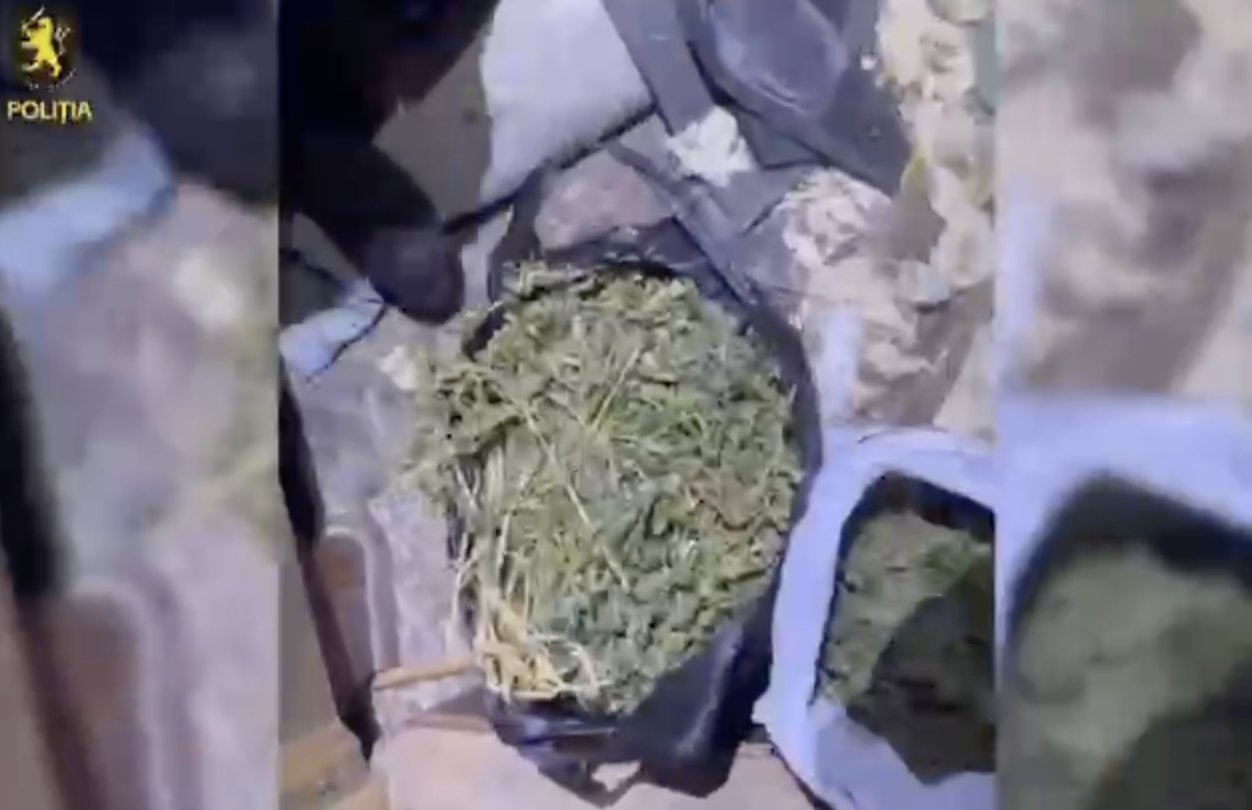 Percheziții la Edineț: Poliția a găsit cantități mari de marijuana în două gospodării
